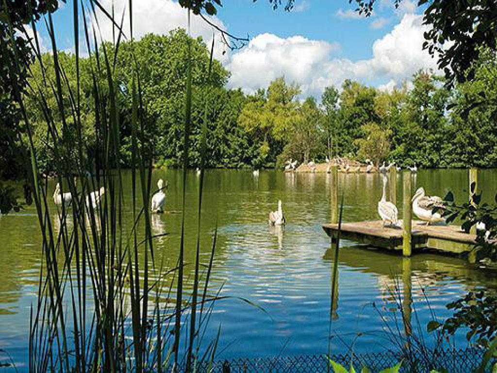 101PARC AUX OISEAUX DANS L AIN 2016 1_000041.jpg